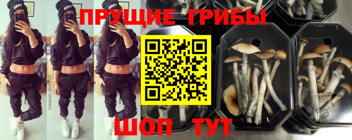 Псилоцибиновые грибы Cubensis  Вход с VPN  что такое наркотик  Нурлат 